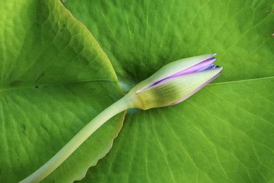 Close-up of leaf on plant