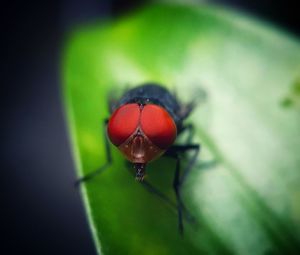 Close-up of fly on leaf