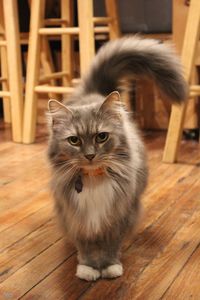 Close-up of cat looking at camera