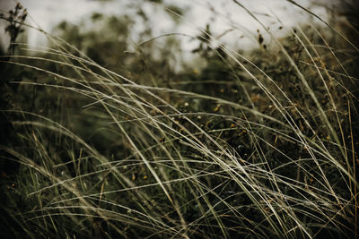 Close-up of wheat growing on field