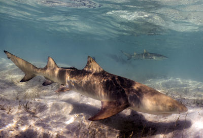 animal wildlife