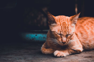 Close-up of ginger cat