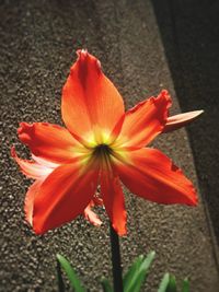 Close-up of day lily blooming outdoors