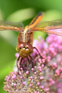 Close-up of insect on flower