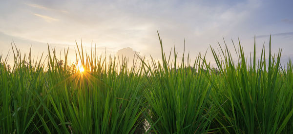 Plants growing on field against sky during sunset