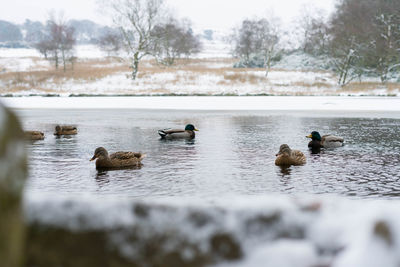 Ducks swimming on lake