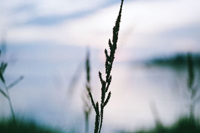 Close-up of plant against blurred background