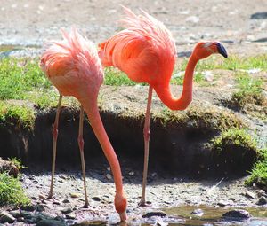Colorful pink flamingo birds in a close up view on a sunny day