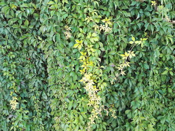 Full frame shot of ivy growing on tree