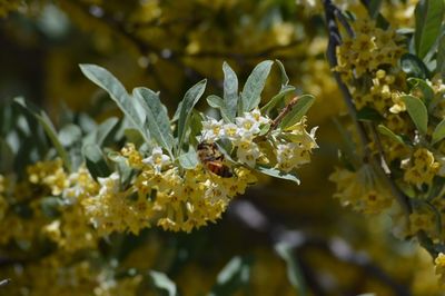 Close-up of honeybee pollinating yellow flower