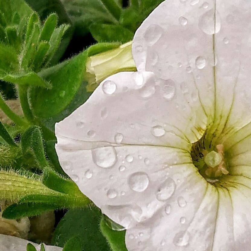 wet, water, drop, freshness, close-up, growth, plant, beauty in nature, flower, flowering plant, fragility, petal, vulnerability, flower head, inflorescence, leaf, nature, plant part, no people, rain, outdoors, dew, raindrop, pollen, rainy season, purity
