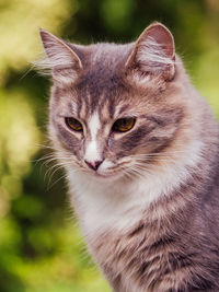 Close-up portrait of cat