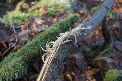 Close-up of plant growing on field