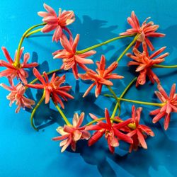 High angle view of orange flowers against blue background