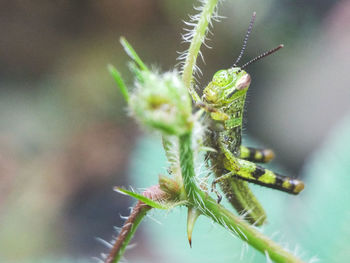 Close-up of insect on plant