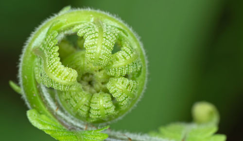 Close-up of fern