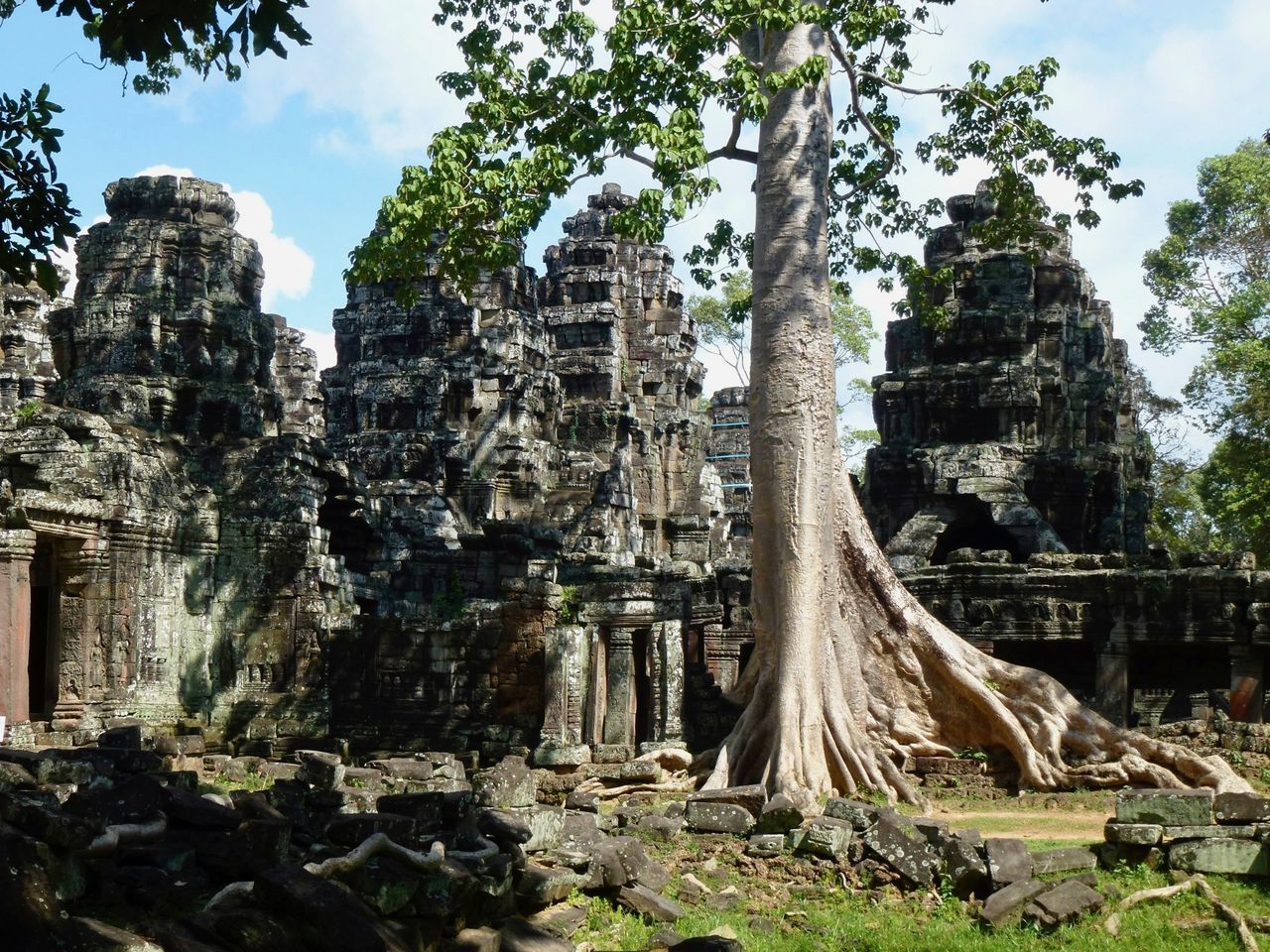 PANORAMIC VIEW OF A TREE