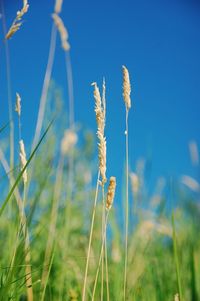 Close-up of flowers growing in field