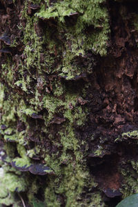 Close-up of moss growing on tree trunk