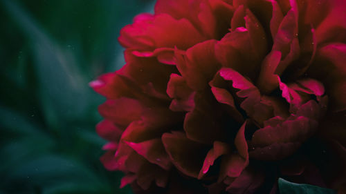 Close-up of pink flower blooming outdoors