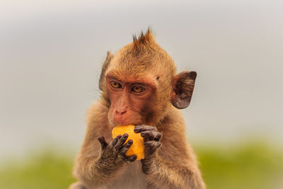 Portrait of lion eating food