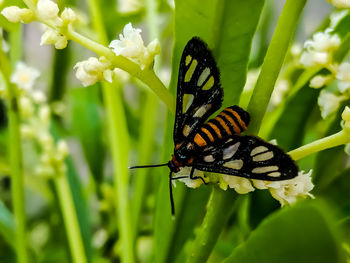 Close-up of butterfly pollinating on flower