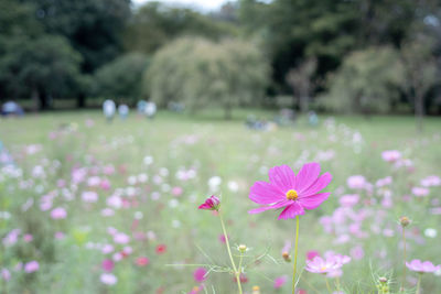 Close-up of pink cosmos flower on field