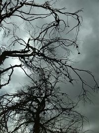 Low angle view of bare trees against sky