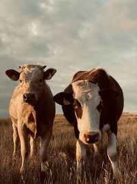 Cows standing in a field