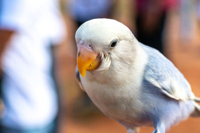 Close-up of a bird