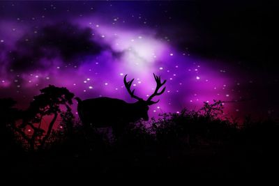 Silhouette of deer at night