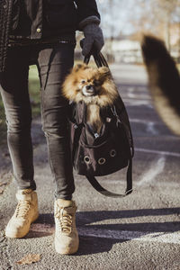 Low section of woman carrying pomeranian in pet carrier bag on footpath at park