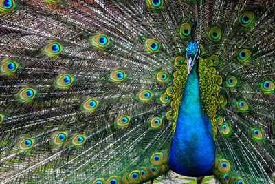 Close-up of peacock