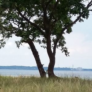 Trees on lakeshore