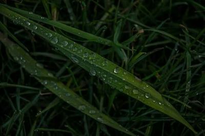 Close-up of dew drops on grass