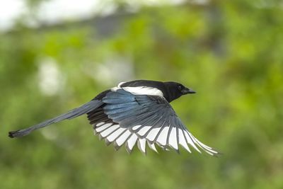 Close-up of bird flying