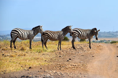 Zebras standing on zebra against sky