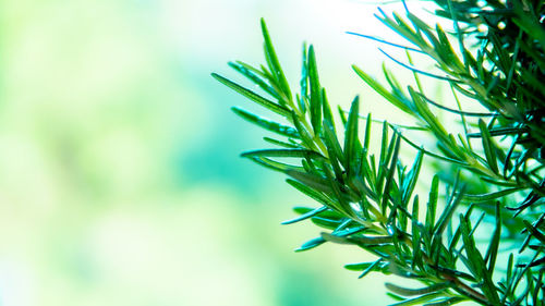 Close-up of pine tree plant