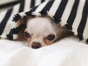 Close-up portrait of a dog