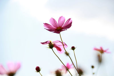 Close-up of pink flowering plant against sky