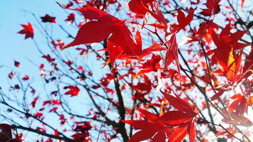 Low angle view of red maple leaves