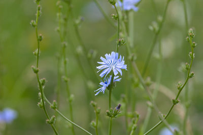 Bright white and blue petals of a chicory plant flower. plain green background. wild meadow texture.
