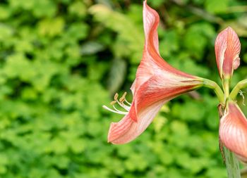 Close-up of red lily
