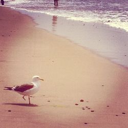 View of birds on beach