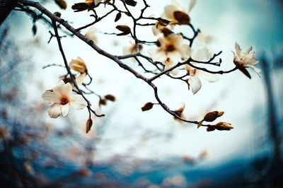 Low angle view of flower tree against sky