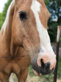 Close-up of horse in ranch