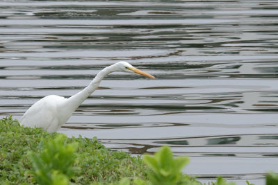 White duck floating on a lake