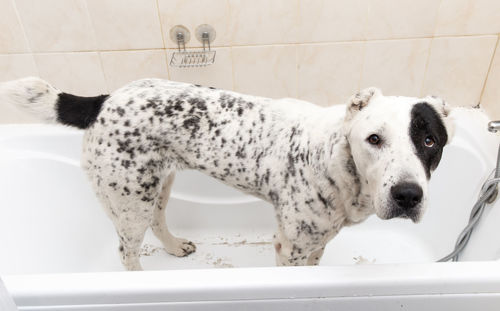 Portrait of dog in bathroom