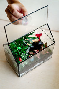 Small decoration plants in a glass garden terrarium forest. terrarium miniature botanical grow