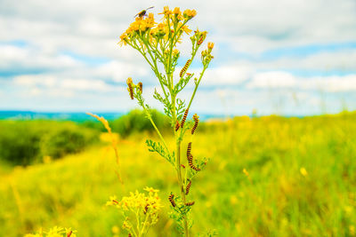 Close-up of caterpillars on plant against sky